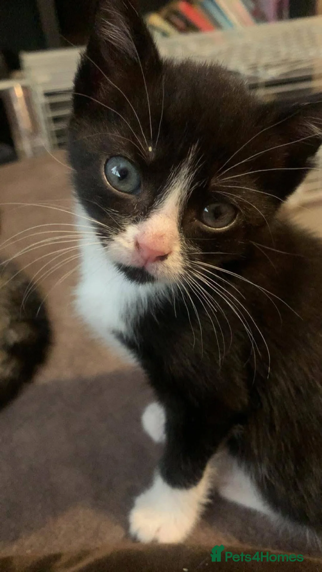 Mixed Breed cats for sale: 5 black and white kittens  - Advert 8