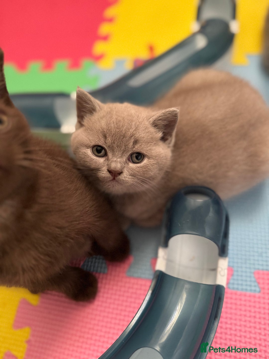 British Shorthair cats for sale: 🇬🇧BSH LILAC & BLUE BOYS 👀4🏠 🥰 GCCF REG  - Image 3
