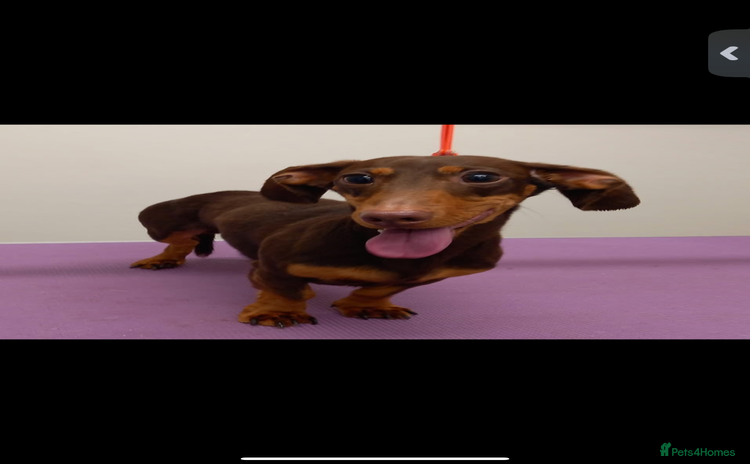 Miniature Dachshund dogs - Advert 15