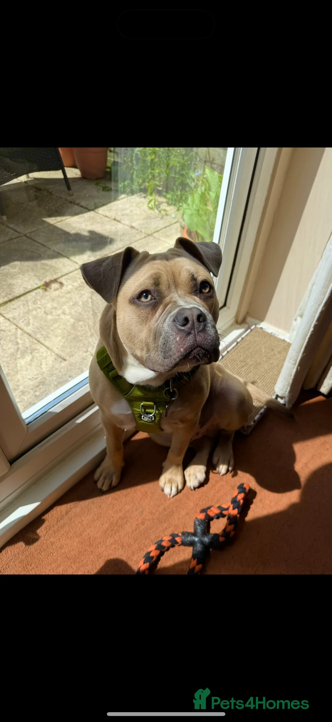 Mixed Breed dogs for sale: Rocky - Advert 4
