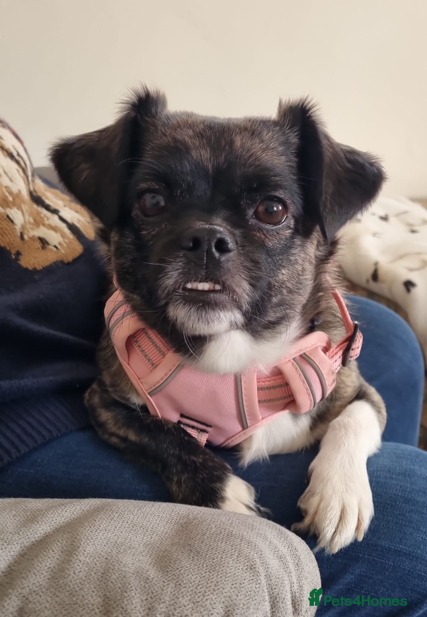 Mixed Breed dogs 💔🐶 JUDY – A LITTLE ANGEL - Advert 1