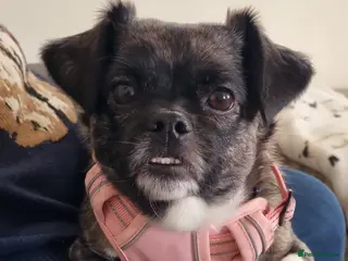 Mixed Breed dogs 💔🐶 JUDY – A LITTLE ANGEL - Advert 4