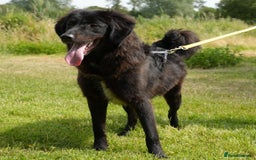 Mixed Breed dogs for adoption: Beautiful Kyra is looking for a home! - Image 4