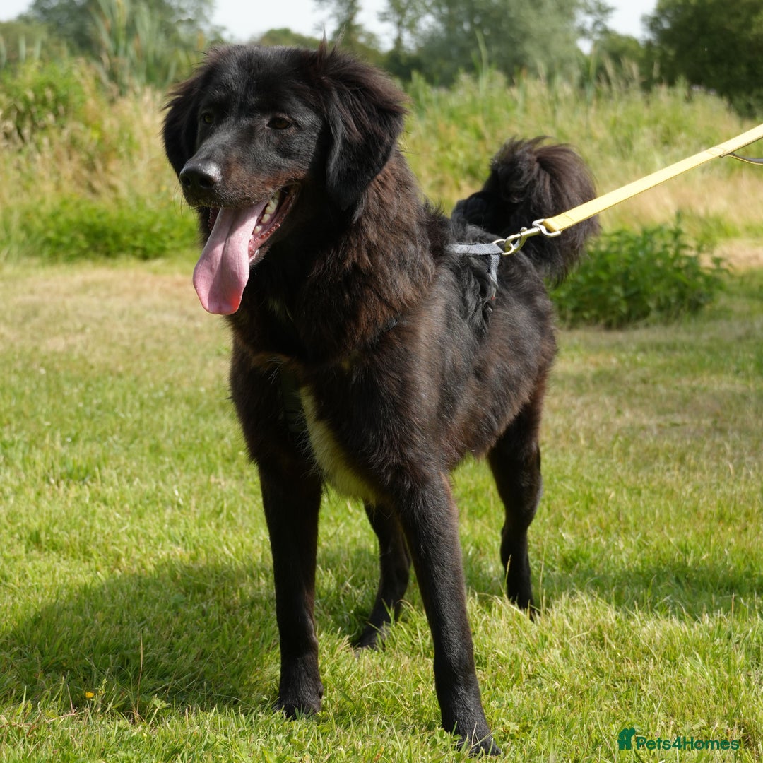 Mixed Breed dogs for adoption: Beautiful Kyra is looking for a home! - Image 4