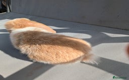 Mini Lop rabbits for sale: Beautiful mini lop bunnies 🐇🐰 - Image 19