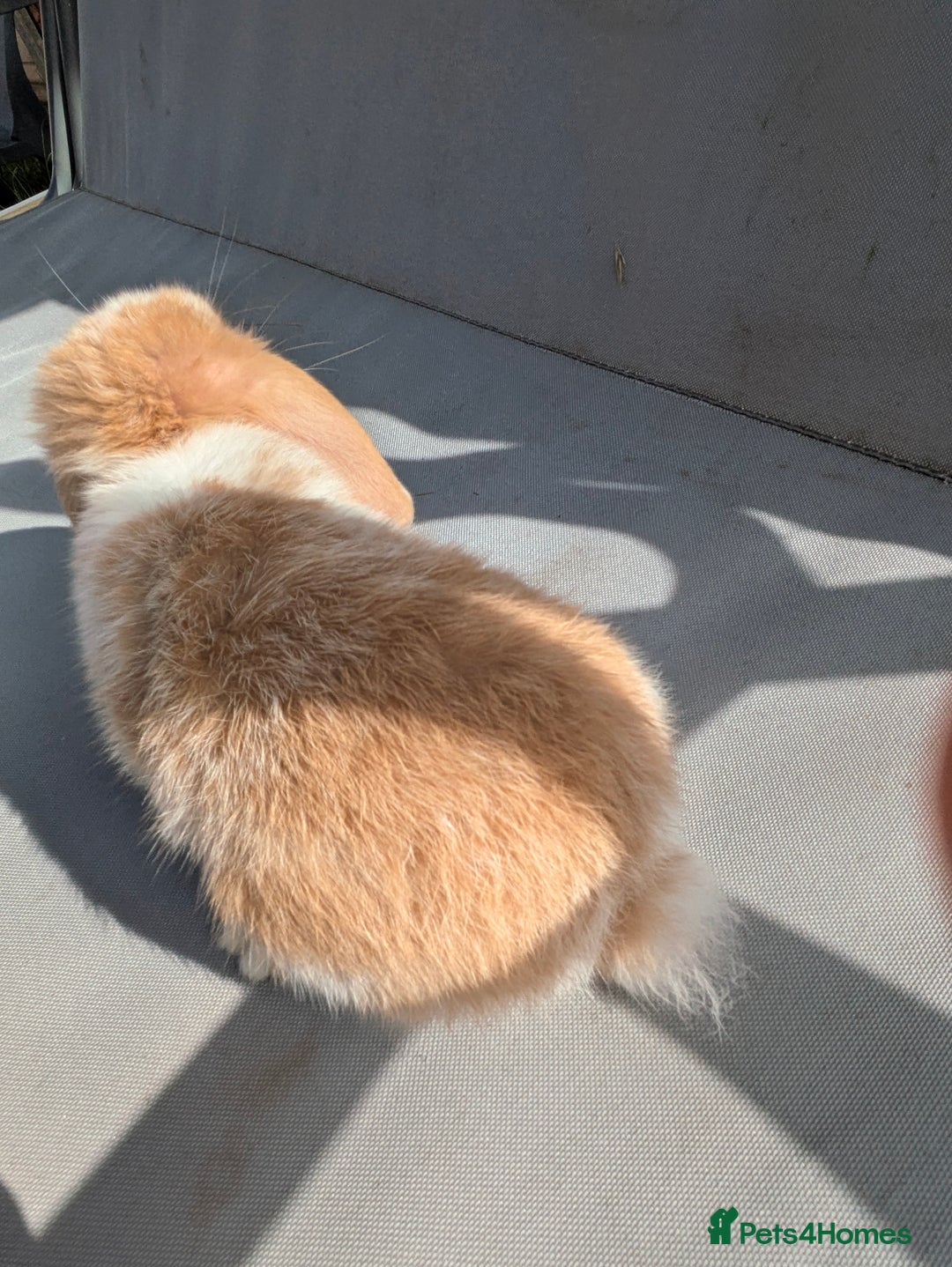 Mini Lop rabbits for sale: Beautiful mini lop bunnies 🐇🐰 - Image 19