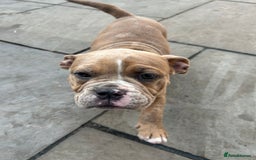 Olde English Bulldogge dogs for sale: Olde English bulldoge pups  - Image 8