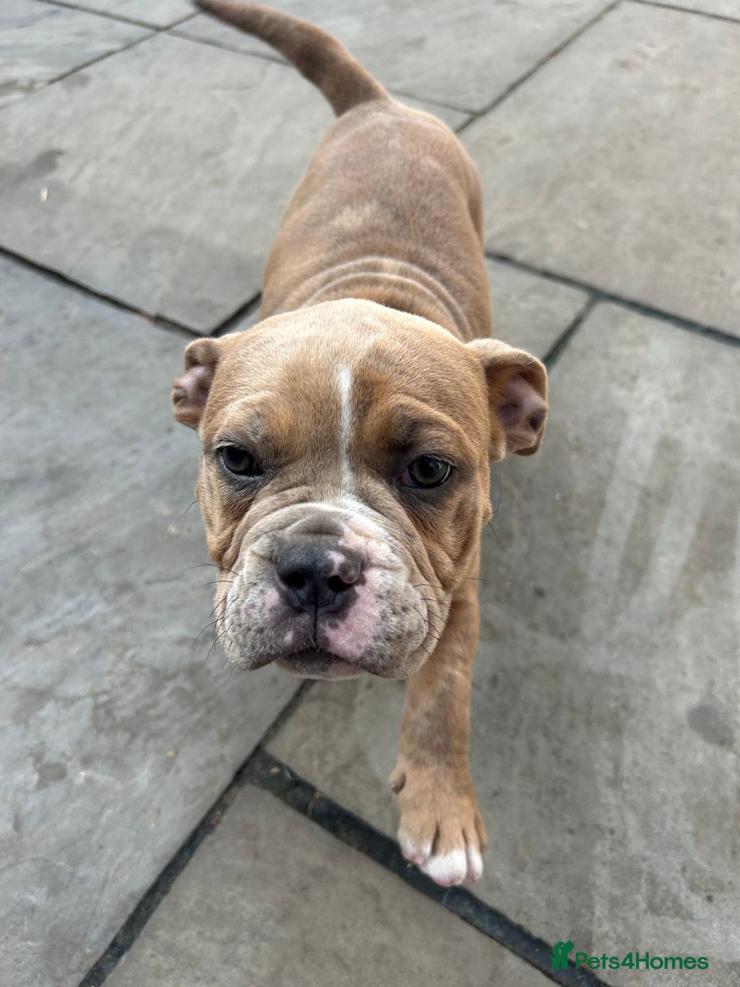 Olde English Bulldogge dogs for sale: Olde English bulldoge pups  - Image 8