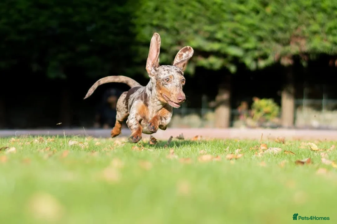 Miniature Dachshund dogs for stud: Mr Bogangles  - Advert 10