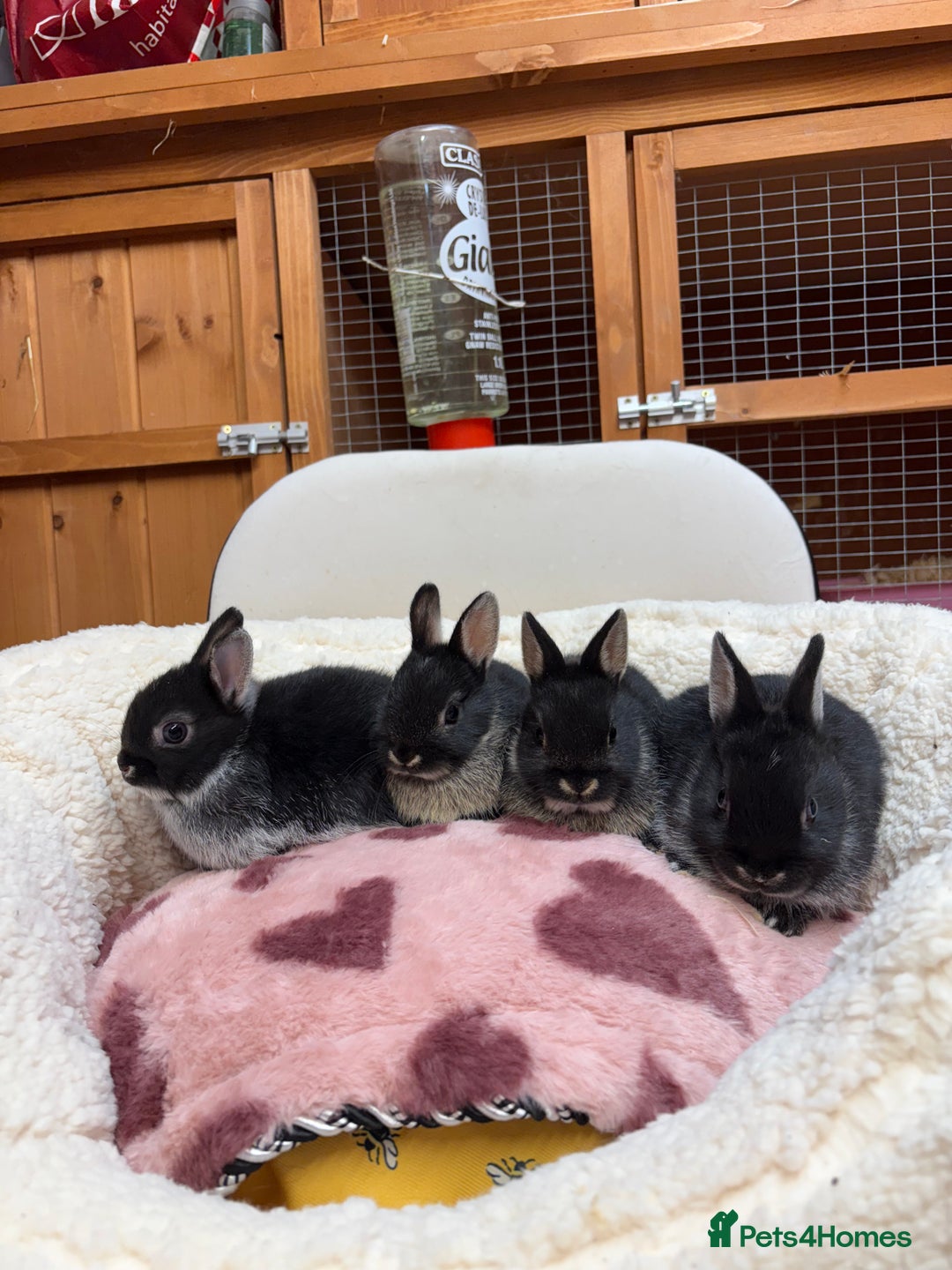 Netherland Dwarf rabbits for sale: Pure bred Netherland Dwarfs  - Image 3