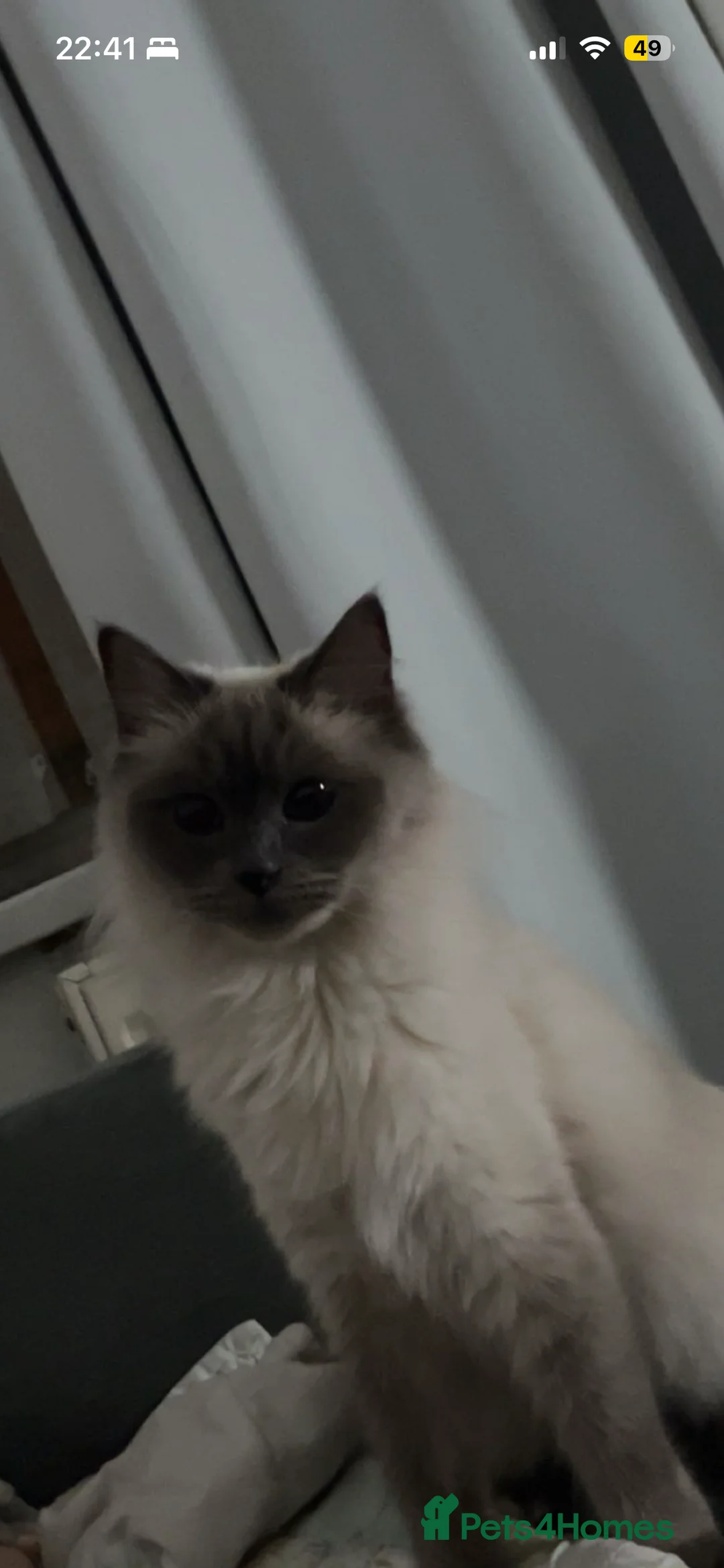 Ragdoll cats for sale: Purebred Ragdoll cat, fully trained in Oldham - Advert 8