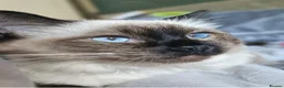 Mixed Breed cats for sale: Four Stunning Ragdoll x Ragamuffin kittens  - Advert 2