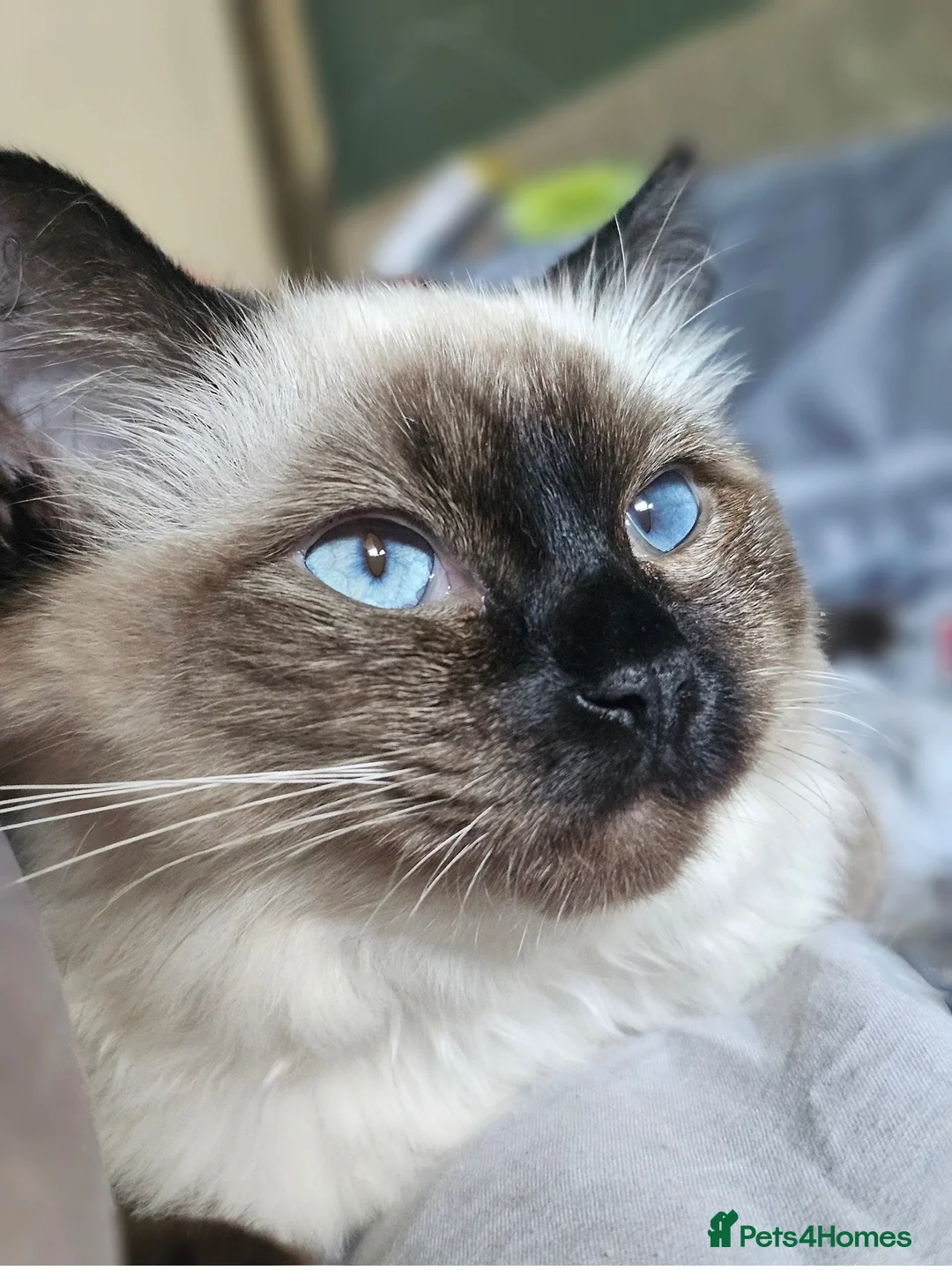 Mixed Breed cats for sale: Four Stunning Ragdoll x Ragamuffin kittens  - Advert 2