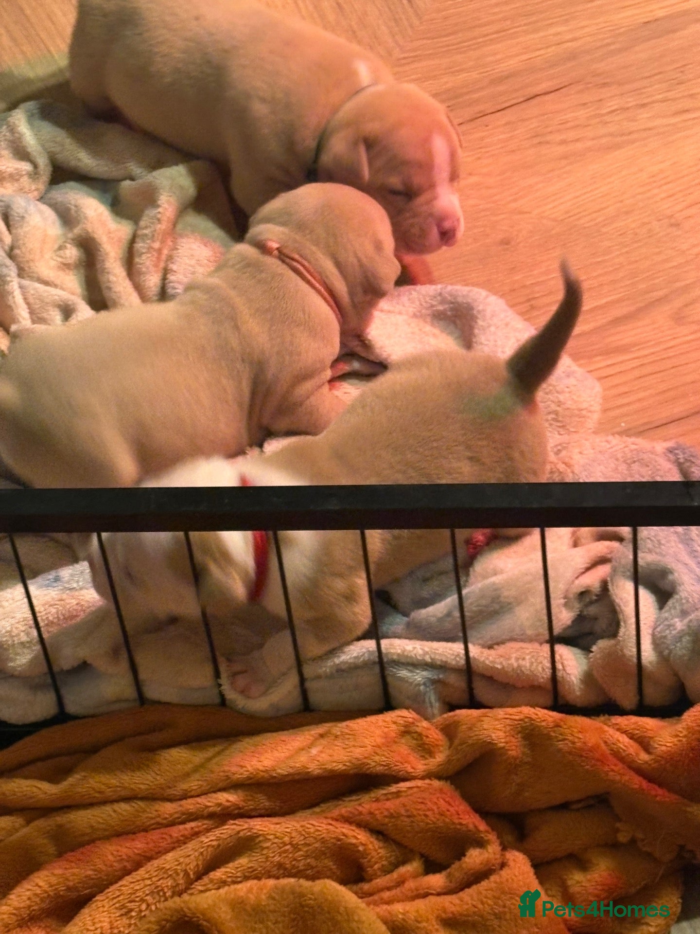 American Bully dogs for sale: American Bully pocket - Advert 2