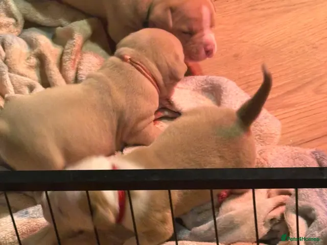 American Bully dogs for sale: American Bully pocket - Advert 2