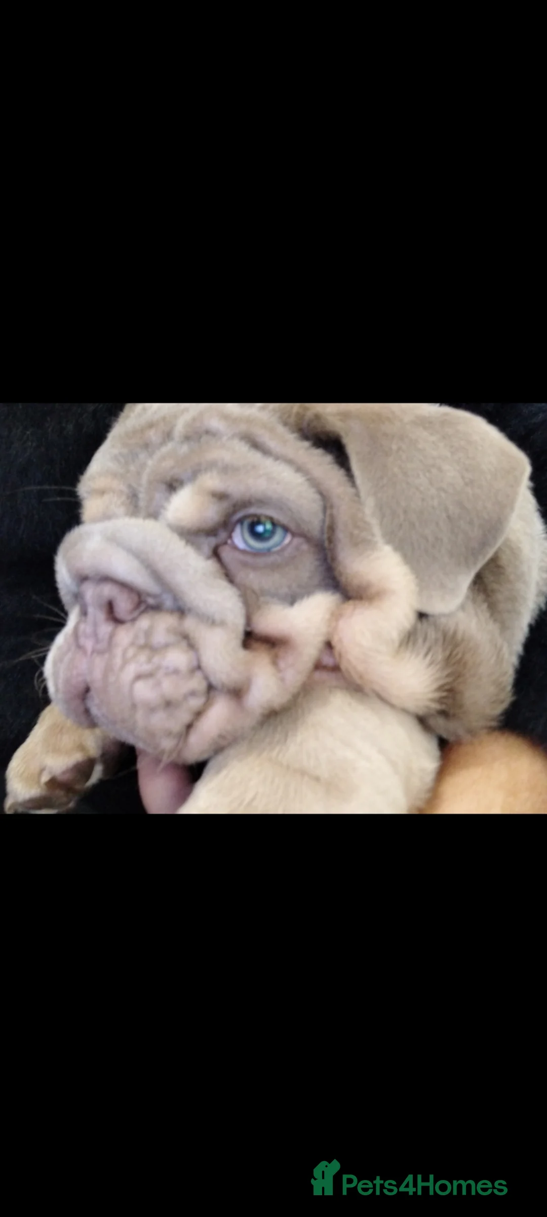 English Bulldog dogs for sale: MALE  - Advert 13