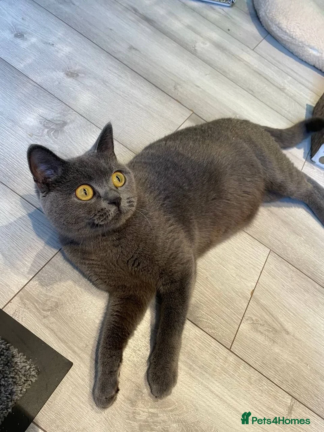 British Shorthair cats for sale: British Shorthair Kittens Blue - Advert 27