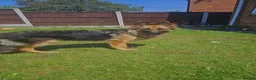German Shepherd dogs for sale: 7 month german shepherd male in Shrewsbury - Advert 5