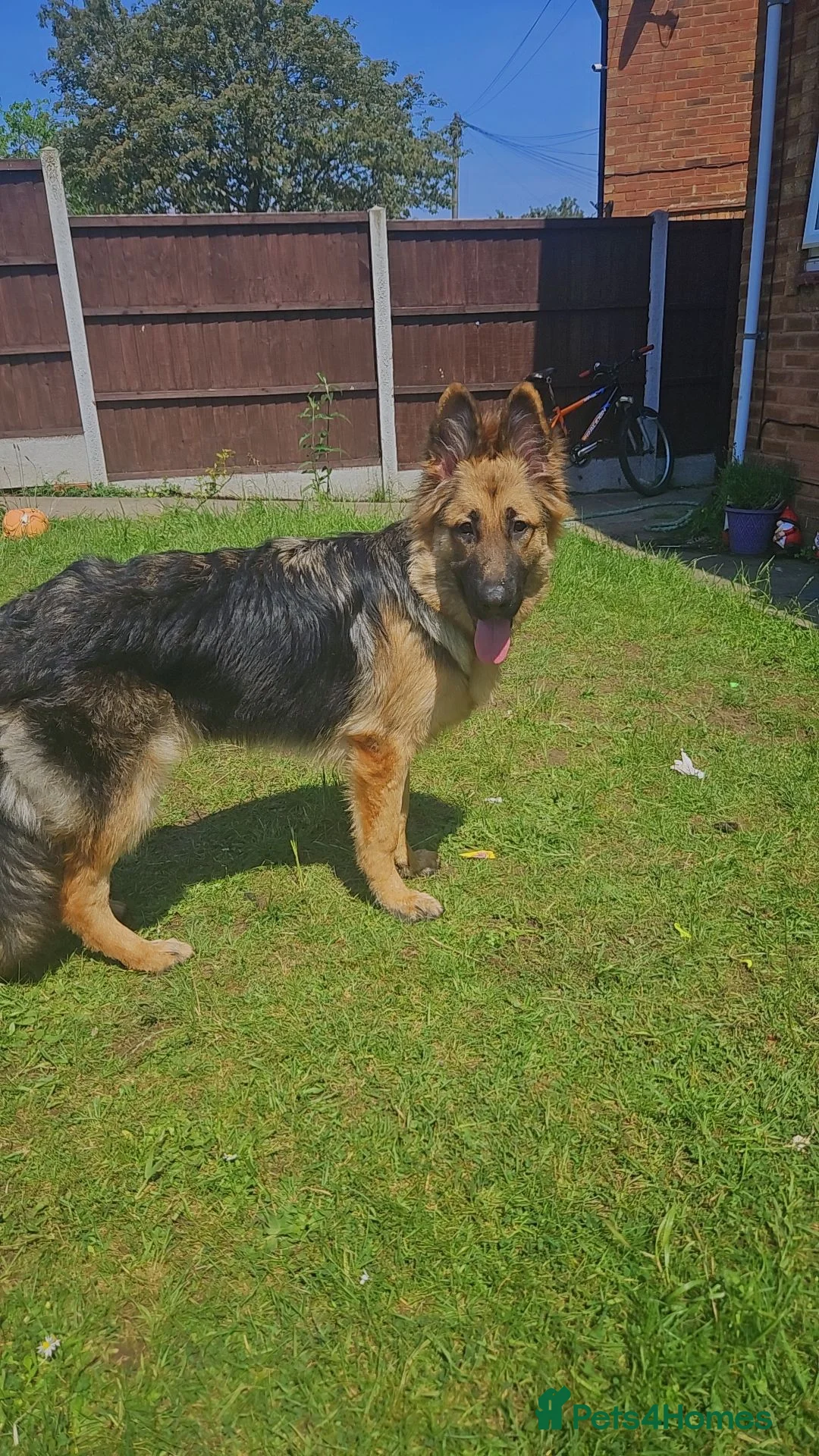 German Shepherd dogs for sale: 7 month german shepherd male in Shrewsbury - Advert 5