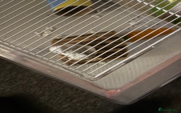 Hamster rodents for sale: Dwarf hamster  - Image 1