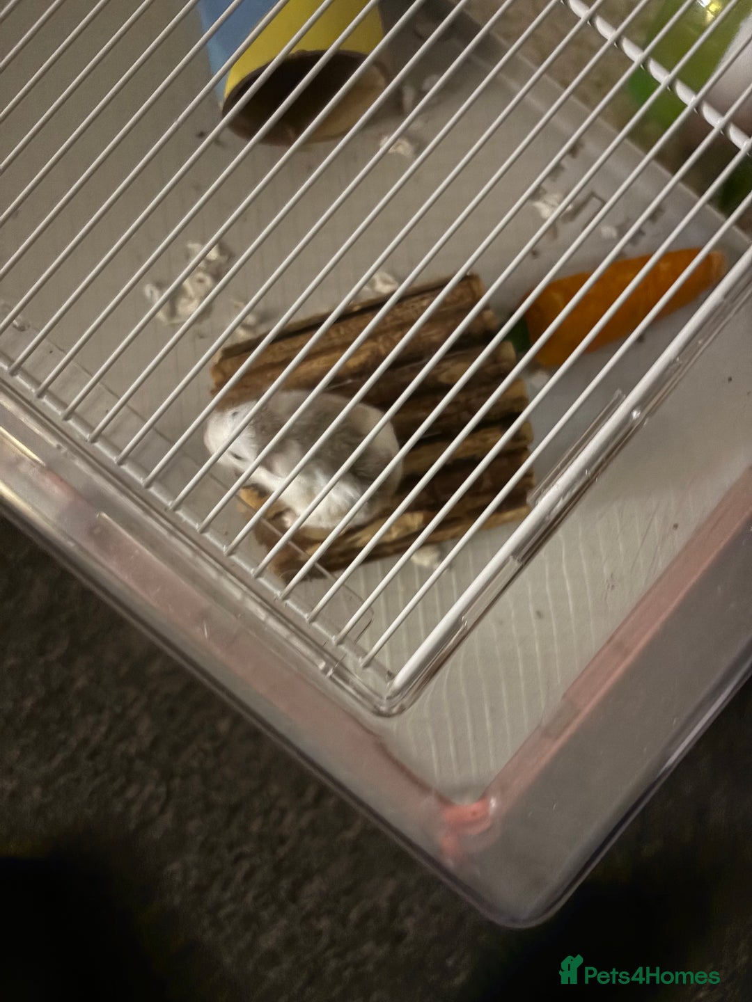 Hamster rodents for sale: Dwarf hamster  - Image 1