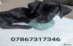 Mixed Breed dogs for sale: Doxie-Dales ready now - Image 6