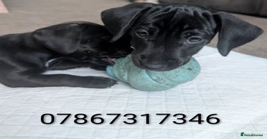 Mixed Breed dogs - Advert 9
