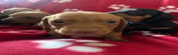 Miniature Dachshund dogs for sale: Kc reg 5 mini dachshund for sale  - Advert 10
