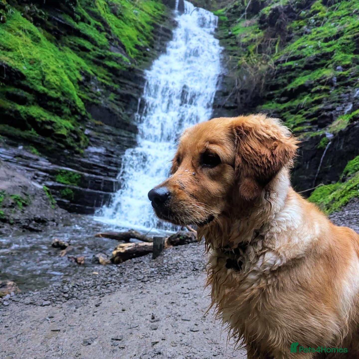 Golden Retriever dogs for sale: 1 year old Rehome needed in Ilminster - Advert 1