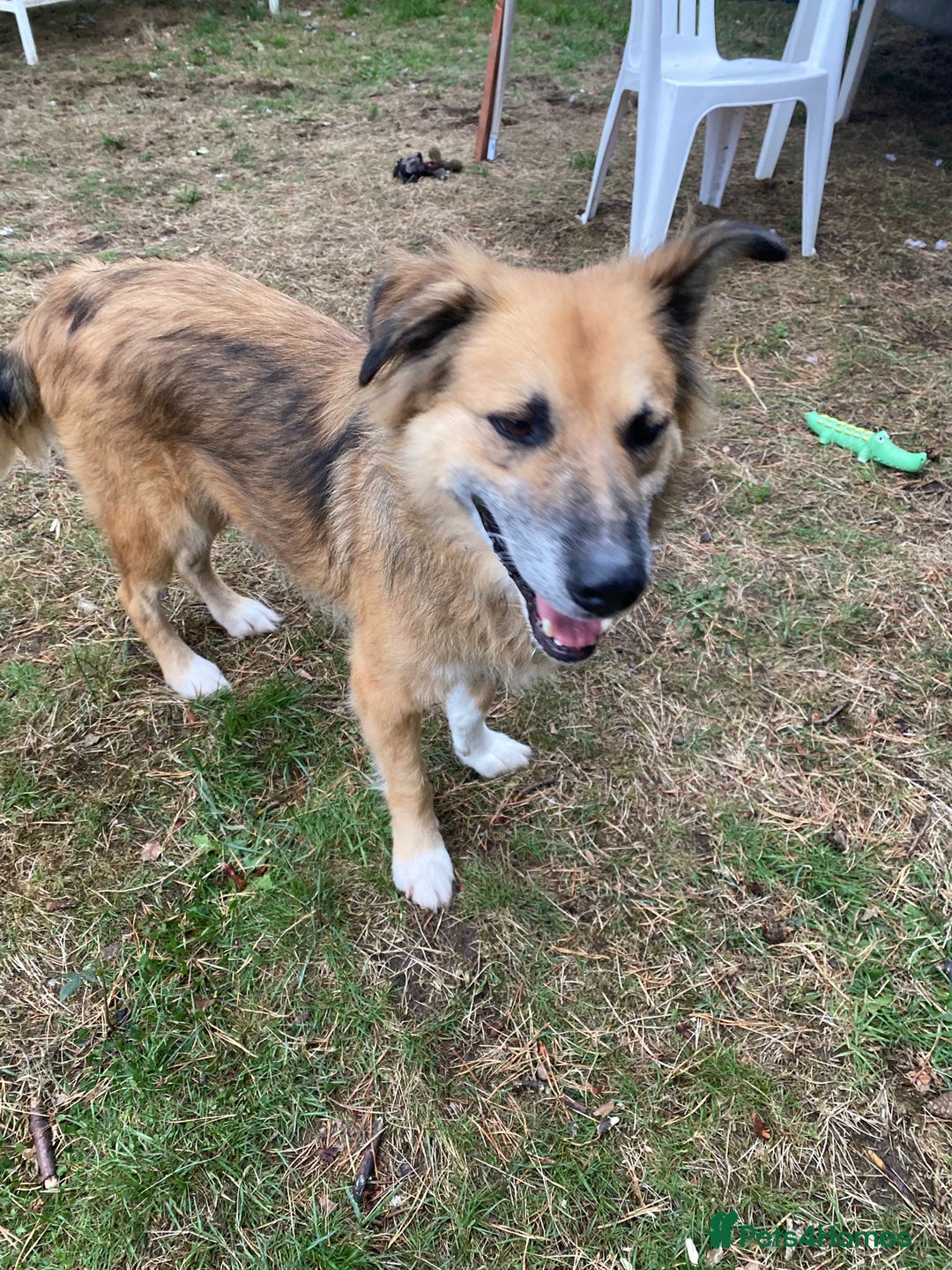 Mixed Breed dogs for adoption: Meet BENNY - a Lovely Boy for a Loving Home - Image 2