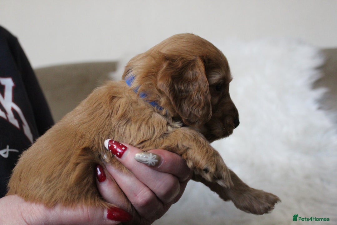 Cockapoo dogs for sale: Cockapoo puppies. - Advert 6