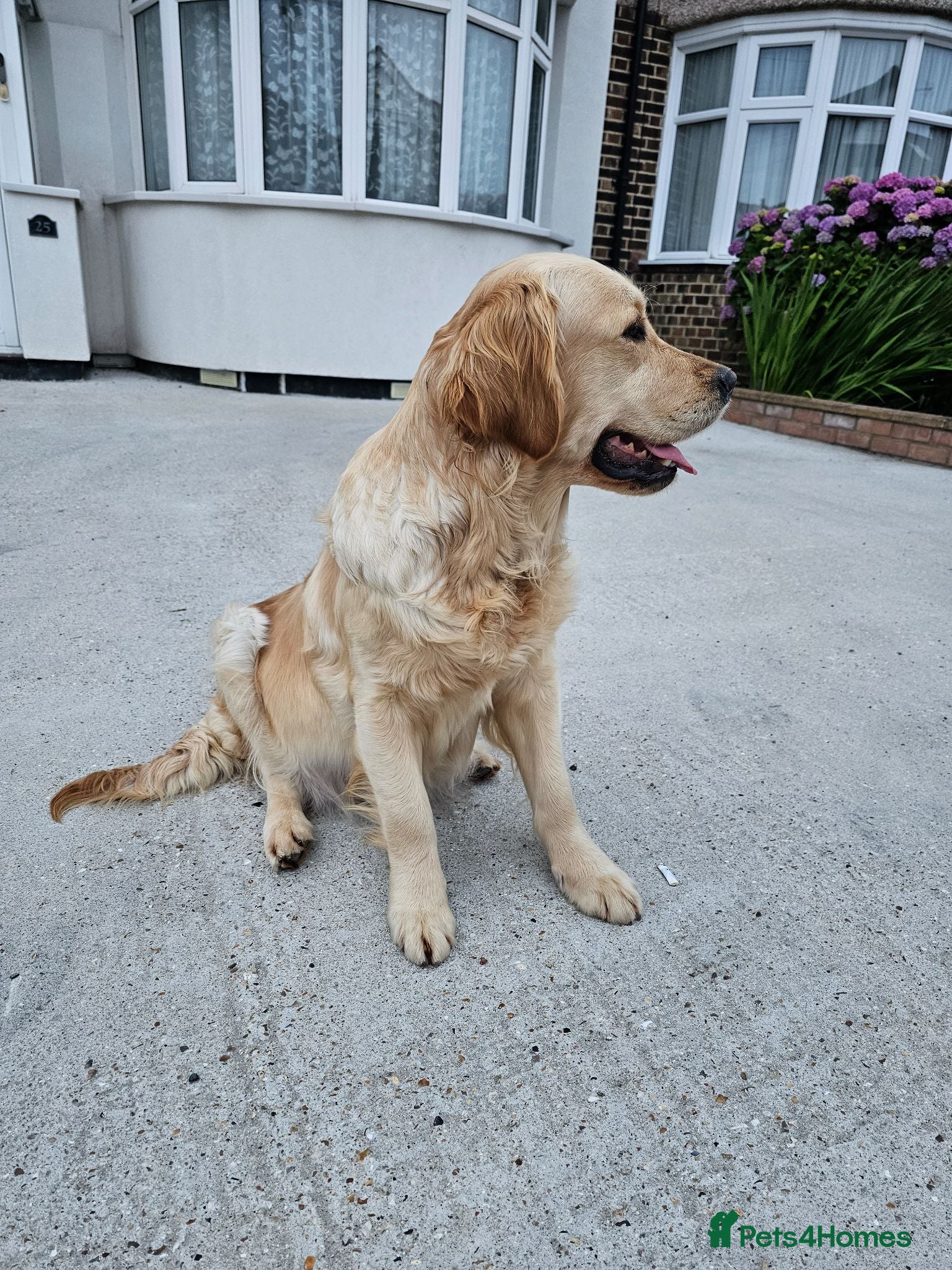 Golden Retriever dogs Golden Retriever puppys in Harrow London  - Advert 2