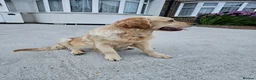 Golden Retriever dogs for sale: Golden Retriever puppys in Harrow London  - Advert 13