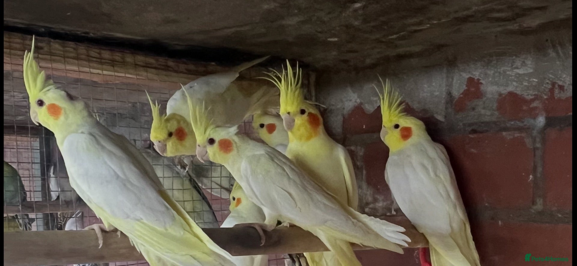 Mixed Breed birds Birds for sale *read description*  - Advert 1