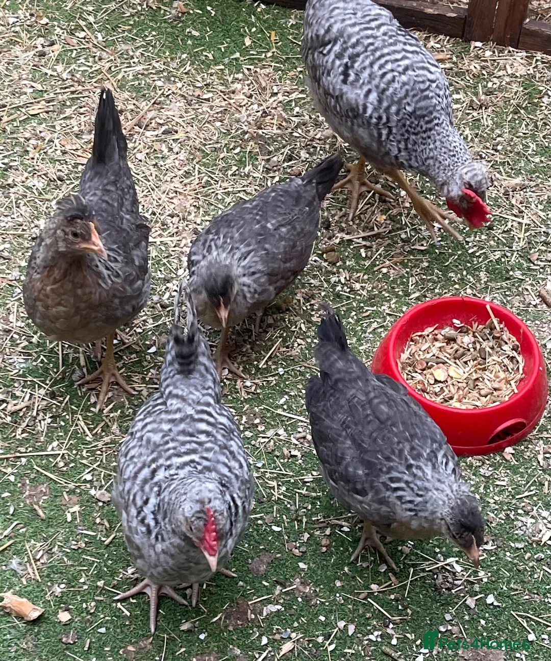 Chickens poultry for sale: POL Cream Legbards Hens, Pairs & Trios - Advert 2