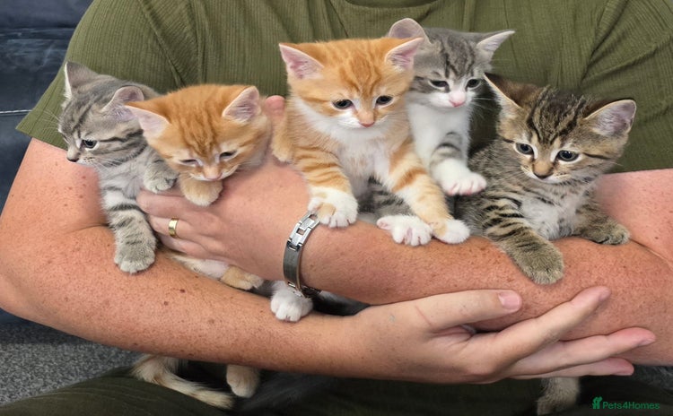 Mixed Breed cats - Advert 1