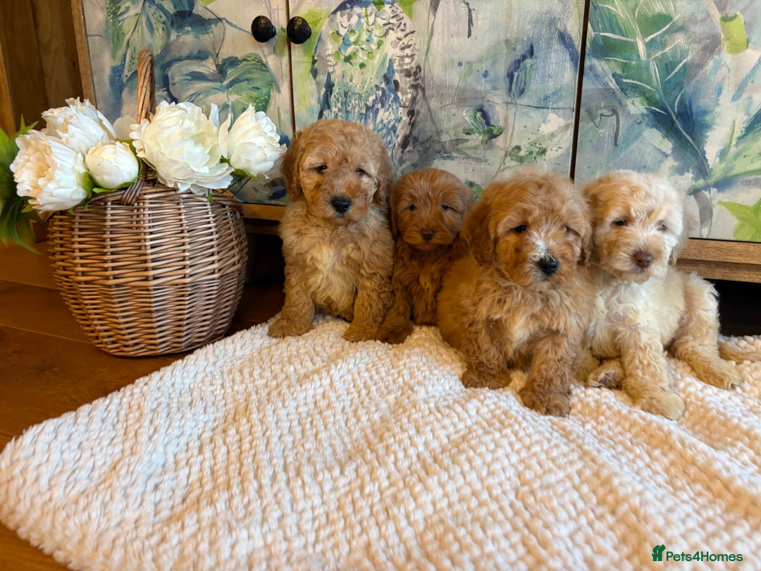 Cockapoo dogs for sale: Cockapoo F1b show type pups, PRIZEWINNING LINES - Advert 4