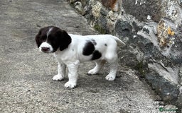 English Springer Spaniel dogs for sale: Springer spaniel puppies - Advert 16