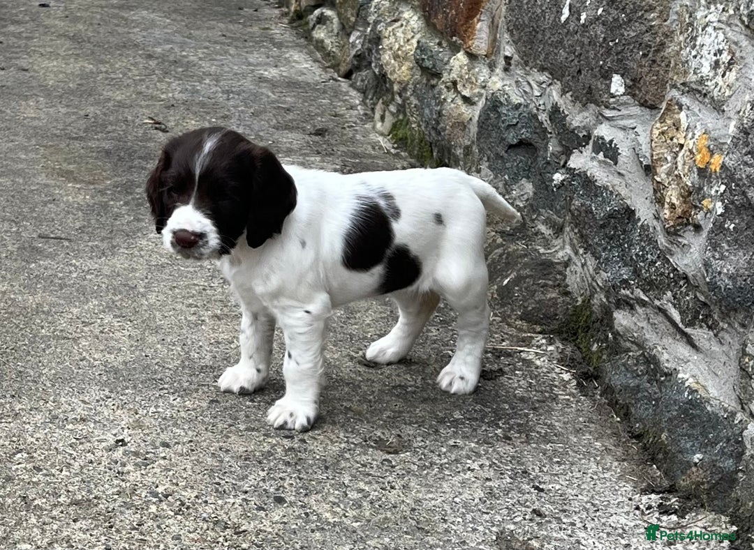 English Springer Spaniel dogs for sale: Springer spaniel puppies - Advert 16