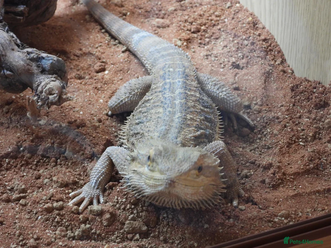 Bearded Dragon reptiles for sale: Rio bearded dragon  in Christchurch - Advert 2