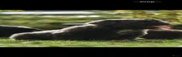 French Bulldog dogs for sale: Fluffy French Floodles  - Advert 17