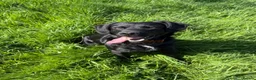 Springador dogs for sale: 2½-Year-Old Springador (Entire Male) in Leicester - Advert 6