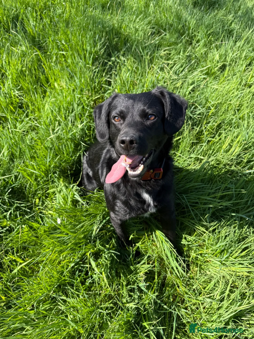 Springador dogs for sale: 2½-Year-Old Springador (Entire Male) in Leicester - Advert 6