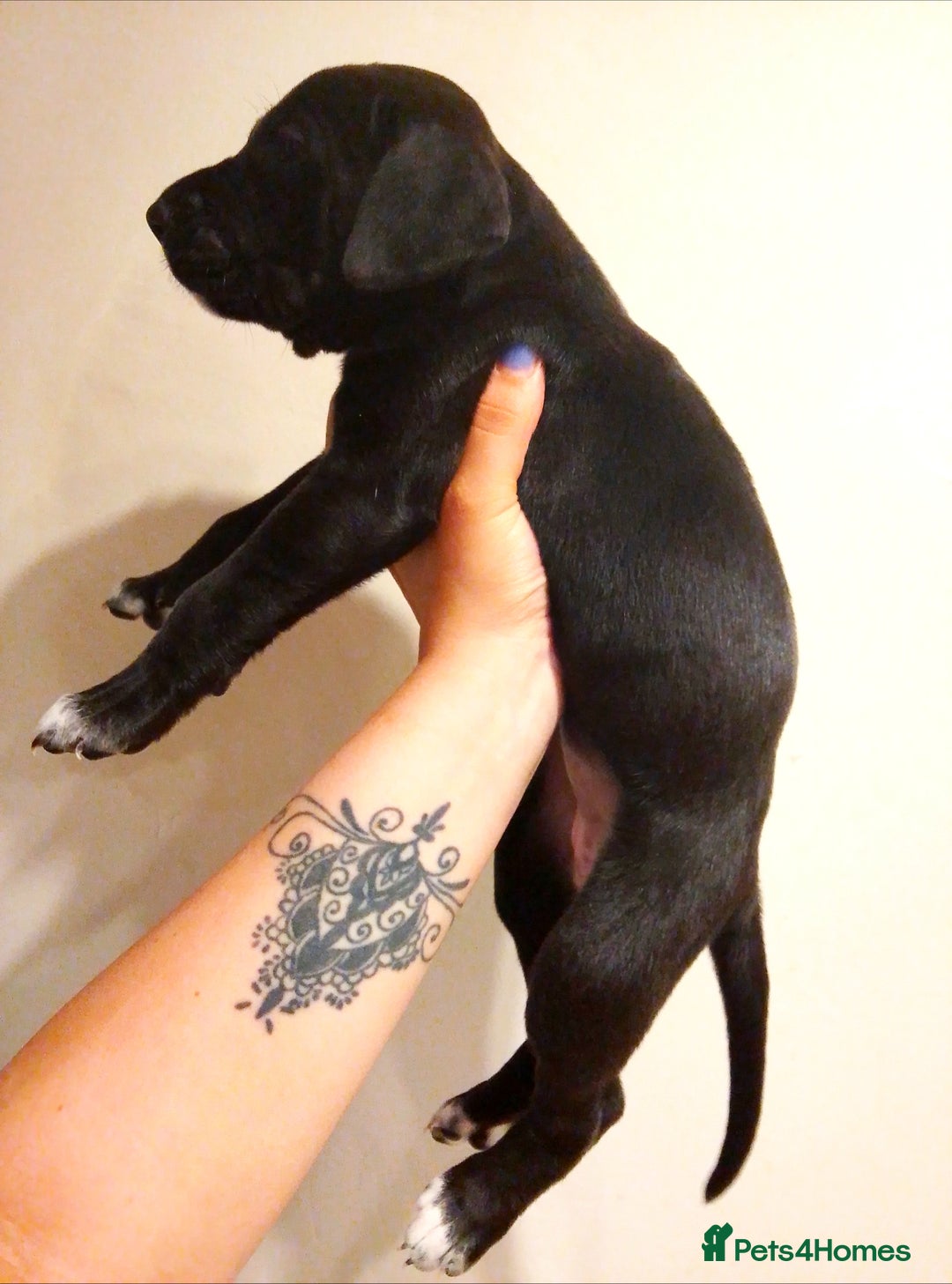 Mixed Breed dogs for sale: American Bulldog x Dobermann Pups - Image 4