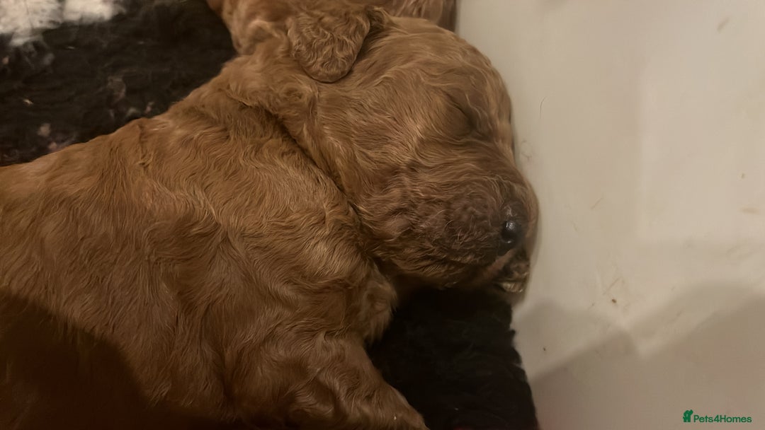 Goldendoodle dogs for sale: Dark red multigenerational standard Goldendoodle - Image 4