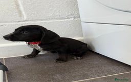 Mixed Breed dogs for sale: 6 beautiful jack russle cross cocker spaniels  - Image 4