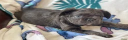 French Bulldog dogs for sale: RKC French bulldog puppies - Advert 9