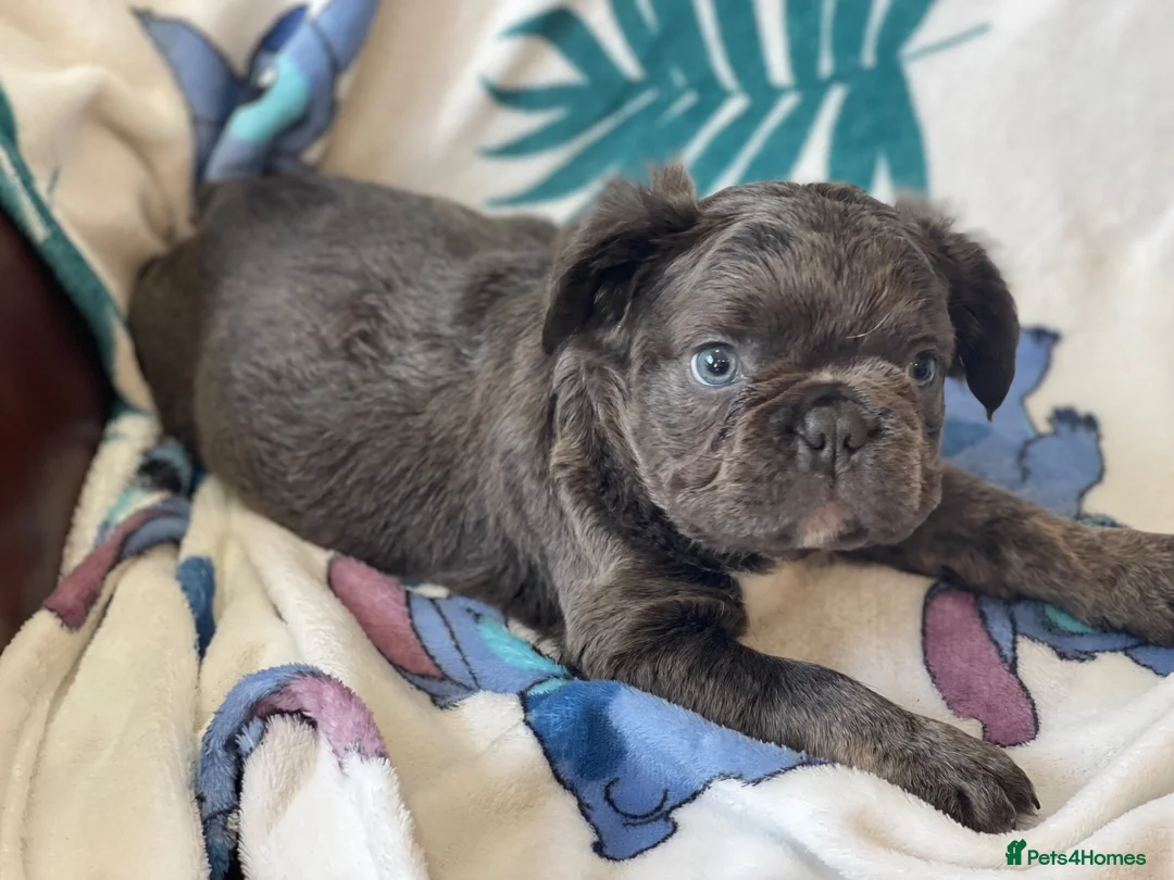 French Bulldog dogs for sale: RKC French bulldog puppies - Advert 9