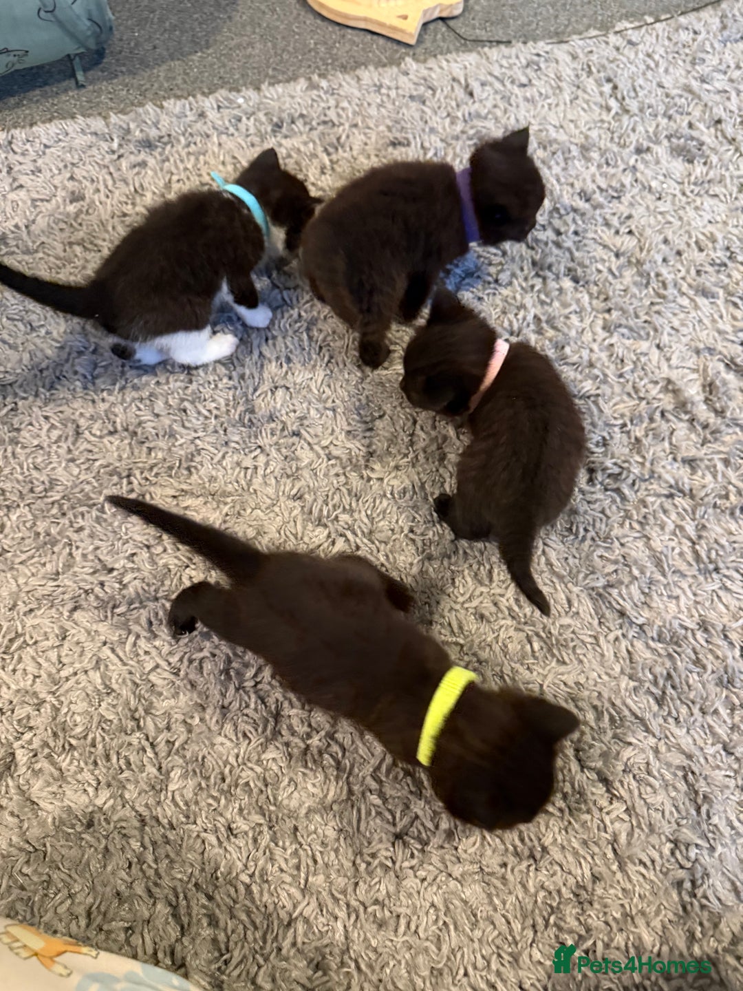 British Shorthair cats for sale: Stunning British Shorthair X Kittens  - Image 19