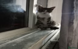 Mixed Breed cats for sale: Beautiful 1 year male looking for a forever home - Image 4